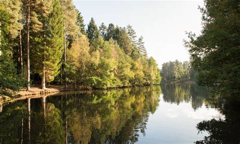 airbnb forest|airbnb forest of dean uk.